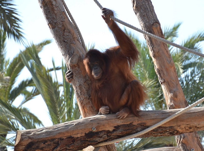 Lingga, orangután de Borneo de Río Safari Elche